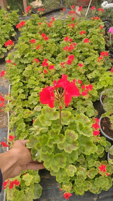 xlorofitum bitkisi: Geran güler kolu malardılar 5 altı regdi soyuğa davamlılığı var uzun
