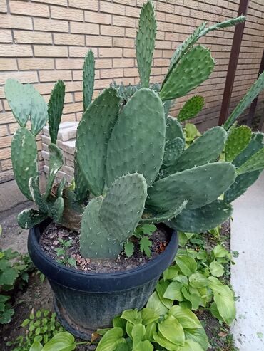 cena kaktusa: Kaktus sa slike, žardinjera-saksija fi-55 cm visine 45 cm, visina