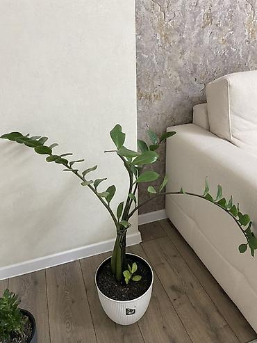 долларовое: Замиокулькас (Zamioculcas zamiifolia) в горшке/ отдам с горшком 😊 - — 1