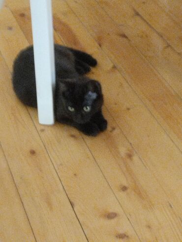 Pişiklər: Yaxşı əllərə — 2