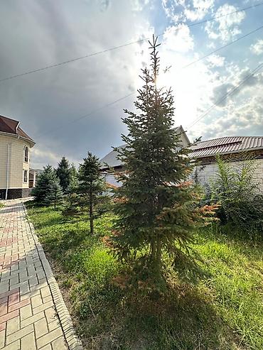 Үйлөрдү ижарага берүү: 380 м², 6 бөлмө жана андан көп, Арча-Бешик ж/м, Жаныбарлар менен болот — 4