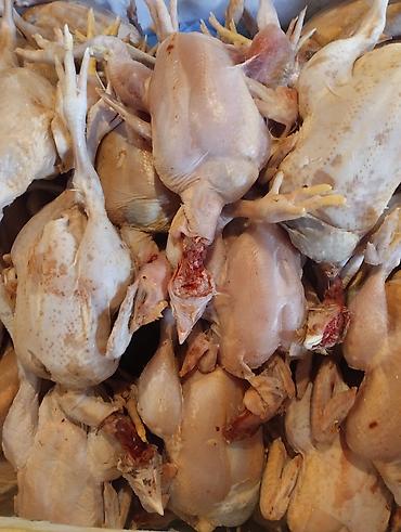 лаваш оптом купить: КУПЛЮ ОПТОМ ТУШКИ БРОЙЛЕРОВ с головой и лапкоми без внутренности от — 1