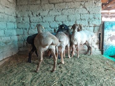 продается коза: Продаю | Овца (самка), Ягненок, Баран (самец) | Гиссарская, Полукровка, Арашан | На забой | Котные, Кастрированные, Матка