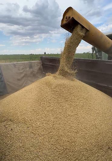 конок стол: Арпа сатылат, сорт космос, уруктука биринчи репродукция, сугарылган — 1