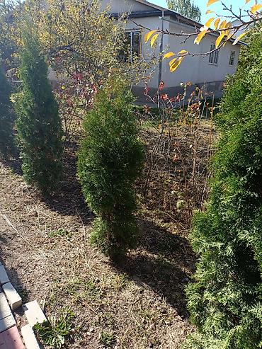 Другие виды семян и саженцев: Туя — 2