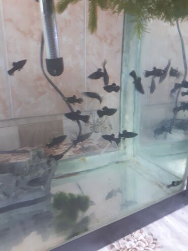 аквариумные рыбки бишкек: Маллинезии чёрныевзрослые3 самца,7 самок.цена за 10штук.,без