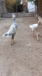 Toyuqlar: Toyuq, Damazlıq, Ünvandan götürmə — 14