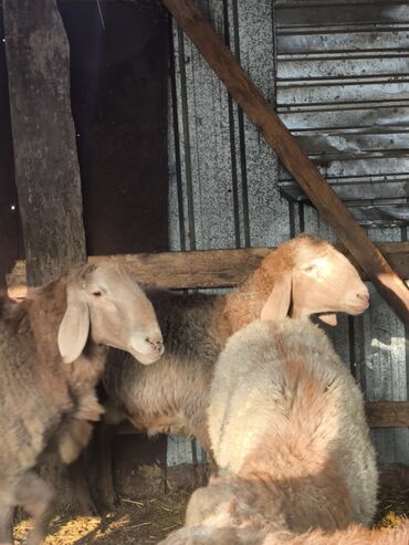Баран, овца: Продаю 4 кочкорика at lalafo.kg — 2 Баран, овца: Продаю 4 кочкорика — 2