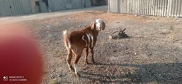 маран черно медный: Продаю | Козлёнок | Для разведения | Осеменитель — 2
