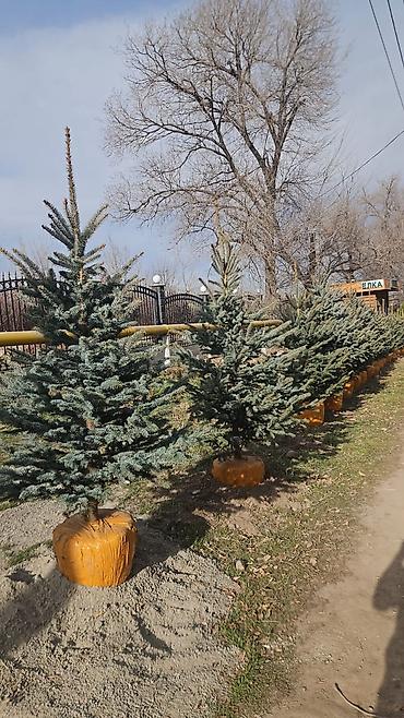 Другие товары для дома и сада: Голубой ель. Тянь-шаньский ель.береза,Пихта,Сосна, сатылат — 12