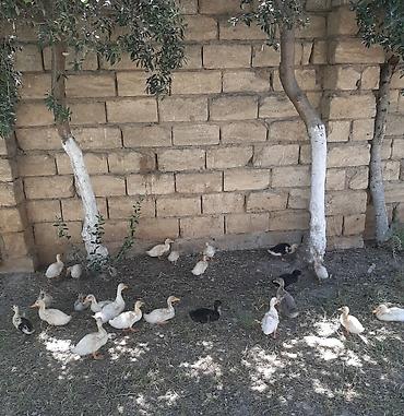qala cinsi: Məhsul: pekin ördək balaları (qarışıq rəngli) Təsvir: - Təsvirlərdə — 3
