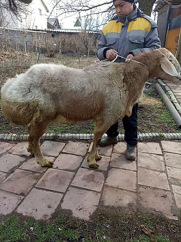 Баран, овца: Продаю | Овца (самка) | Арашан | Для разведения — 6
