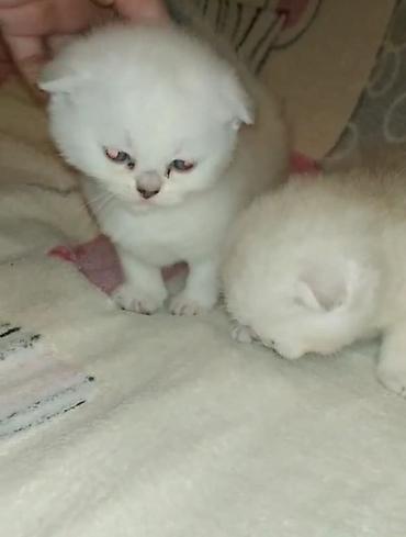 Pişiklər: Şotland — 5