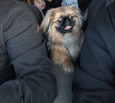 it ucun yemek: Pekines, 1 ay, Erkek, Peyvəndli, Ünvandan götürmə
