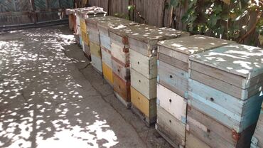 продам ульи с пчелами: Продам ульи 4 корпусные рамки рута. Вопросы по телефону