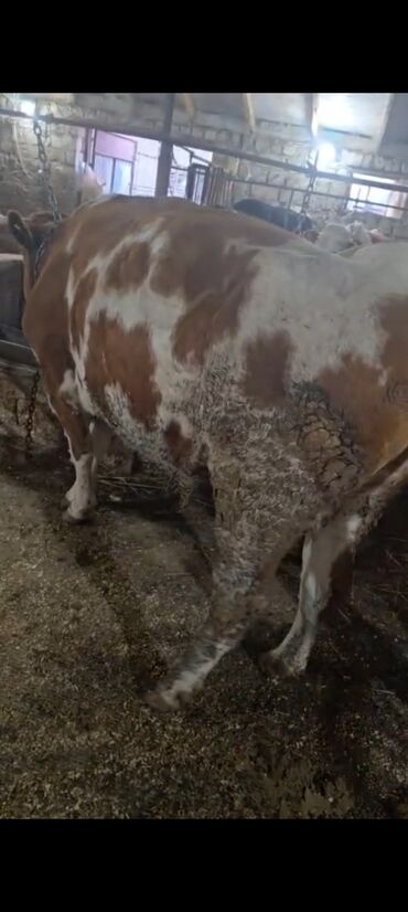 Inəklər, öküzlər: Salam aleykum super 2 dene iney diler cüt 6400 diyilir razılaşmaq olar — 11