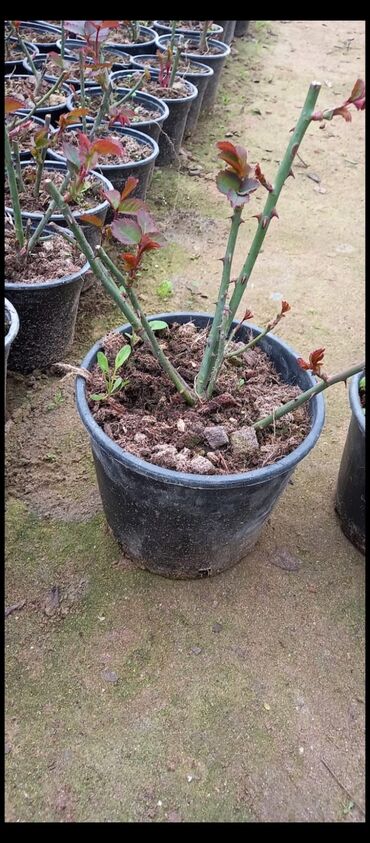 Tinglər: Məhsul: Gül kolları (gül tingləri) - Növlər və rənglər: - — 17