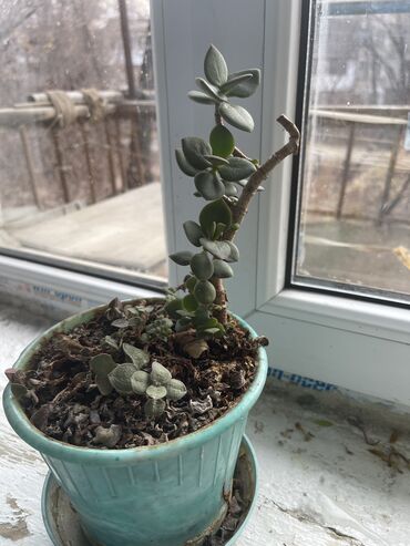 Другие комнатные растения: Продаются комнатные цветы, находится в городе Кант, по 350 сом каждый — 3