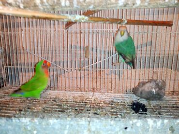 Digər quşlar: Nerazlucnik fişer ayrilmazlar maskvıy deyillər cütdu satılır hazır — 19