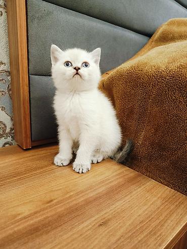 Pişiklər: Britan — 1