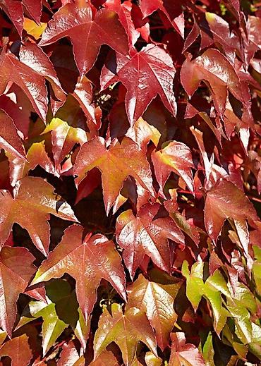 Другие виды семян и саженцев: Все растения что на фото, есть в наличии — 24