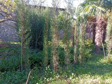 Ağaclar: Məhsul: Bağ və landşaft üçün dekorativ palma və iynəyarpaq — 3