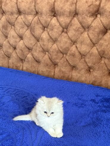 Pişiklər: Şinşilla, Erkək, Dişi, Ünvandan götürmə — 9