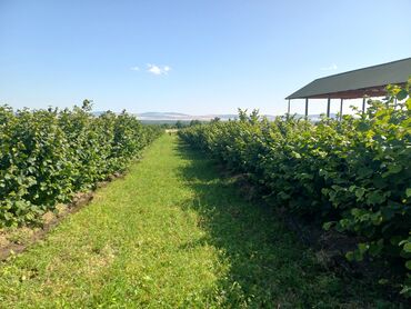 Torpaq sahələrinin satışı: 27 sot, Kənd təsərrüfatı, Mülkiyyətçi, Kupça (Çıxarış), Texniki pasport — 6