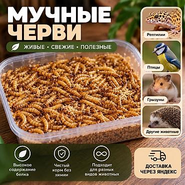 Зоотовары: Мучные черви — живые, свежие, полезные. - Корм с высоким содержанием — 1