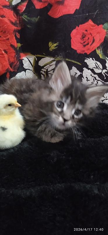 Продажа кошек: Мейн-кун, 1 месяц, Девочка — 4