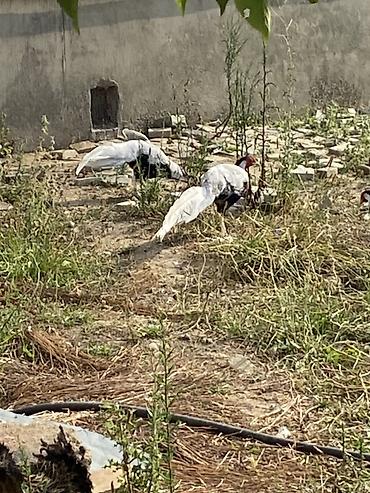 danışan quş: Qirqovul gumusu Dekorativ quş kolleksiyasını zənginləşdirmək və həyətə — 8
