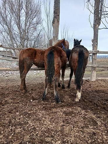 Лошади, кони: Продаю | Жеребенок | Полукровка | Рабочий — 4