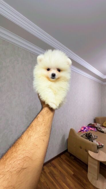 İtlər: Şpitz, 2 ay, Erkek, Peyvəndli, Ünvandan götürmə — 8