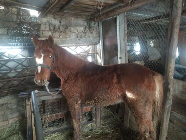 Башка жаныбарлар: Продаю лошадь эркек 9 месяцев рост 140 м прошу