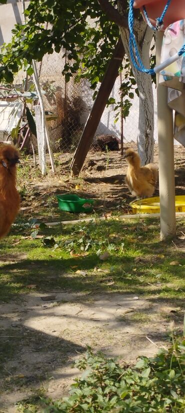 Xoruzlar: PON POn xoruzu satilir tekce — 5