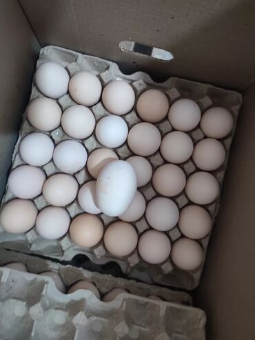 индюк яйца: 🥚 Свежие куриные яйца — оптом и в розницу 🐔 Прямые поставки с фермы!