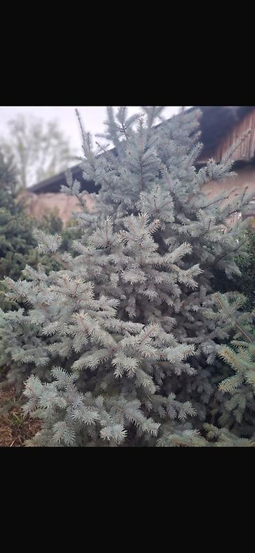 уй емерек: Ель колючая (Picea pungens, голубая ель) — саженцы разных размеров. - — 6