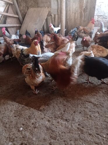 Toyuqlar: Toyuq, Damazlıq — 14