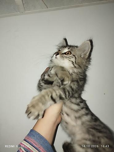 Мышыктар: Котёнок сибирского типа, полосато-мраморный (серебристо-серый табби) — 2