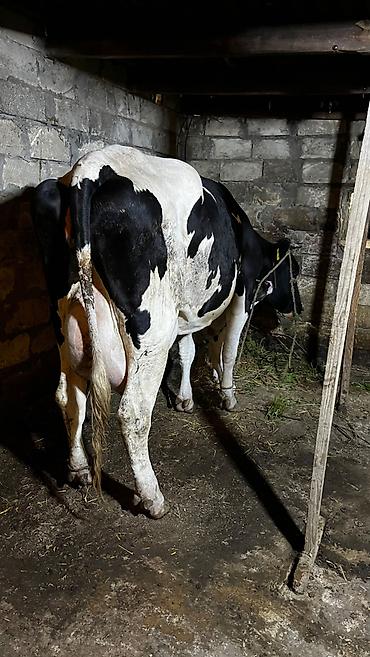 alpin keçisi satanlar: Salam 2 ci balasıdı erkəydi 30 l süd verir Heyvan saray — 2