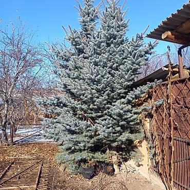 кой сойобуз: Продаются голубые ели 5-6метровые. цена договорная — 2