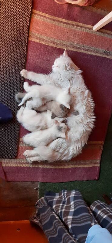 шотландская кошка шиншилла: Кошка даром: Беспородная, 1 месяц, Мальчик
