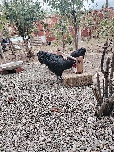 atlarin satisi: Austrolop xoruzları satışda var 5 aylıqlar — 3