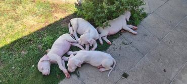 Psi: Na prodaju 9 prelepih štenaca DOGO ARGENTINO, 1 ima flekicu na oku i — 9