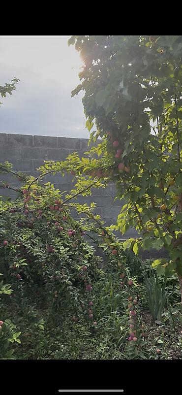 Продажа участков: 8 соток, Для строительства, Красная книга at lalafo.kg — 6 Продажа участков: 8 соток, Для строительства, Красная книга — 6