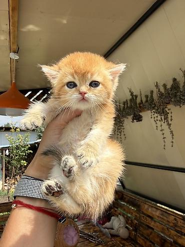 каракол животных: Британская короткошёрстная, 1 месяц, Девочка, Золотая шиншилла, Приучена к лотку, Проглистована, С документами — 7