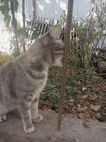 Отдам даром кошку: Кошка даром: Беспородная, Девочка, Приучена к лотку — 12