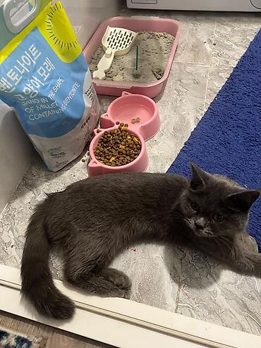 пантера коттедж ориг: Комплект для ухода за кошкой Состав набора: - Лоток для туалета — 1