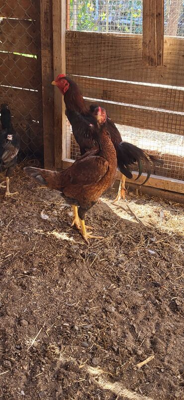 Xoruzlar: Xoruz, Heyratı, il: 1, Ünvandan götürmə — 14