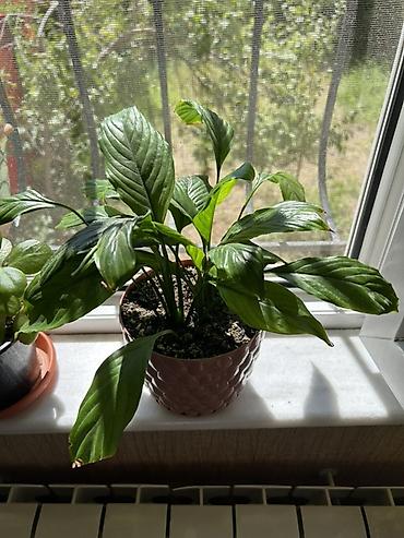 Bitkilər: Spathiphyllum qadın xoşbəxtliyi– otaq bitkisi - Növ: Spathiphyllum — 3
